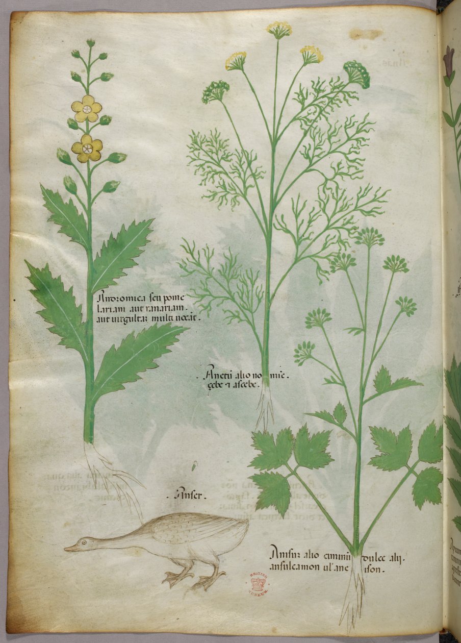 Botanikai illusztráció, 1440 körül (tinta és szín, pergamen) alkotó: Italian School