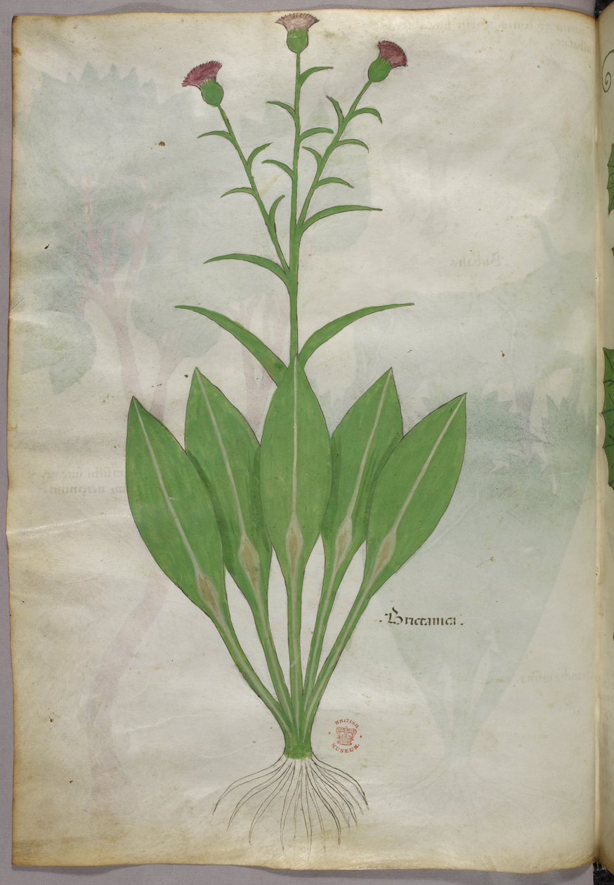 Botanikai illusztráció, 1440 körül (tinta és szín, pergamen) alkotó: Italian School