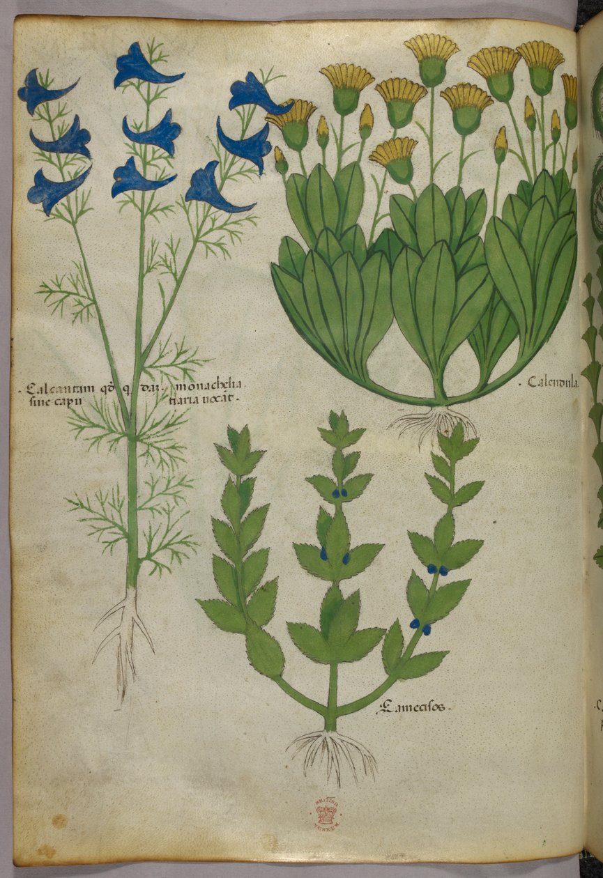 Botanikai illusztráció, 1440 körül (tinta és szín, pergamen) alkotó: Italian School
