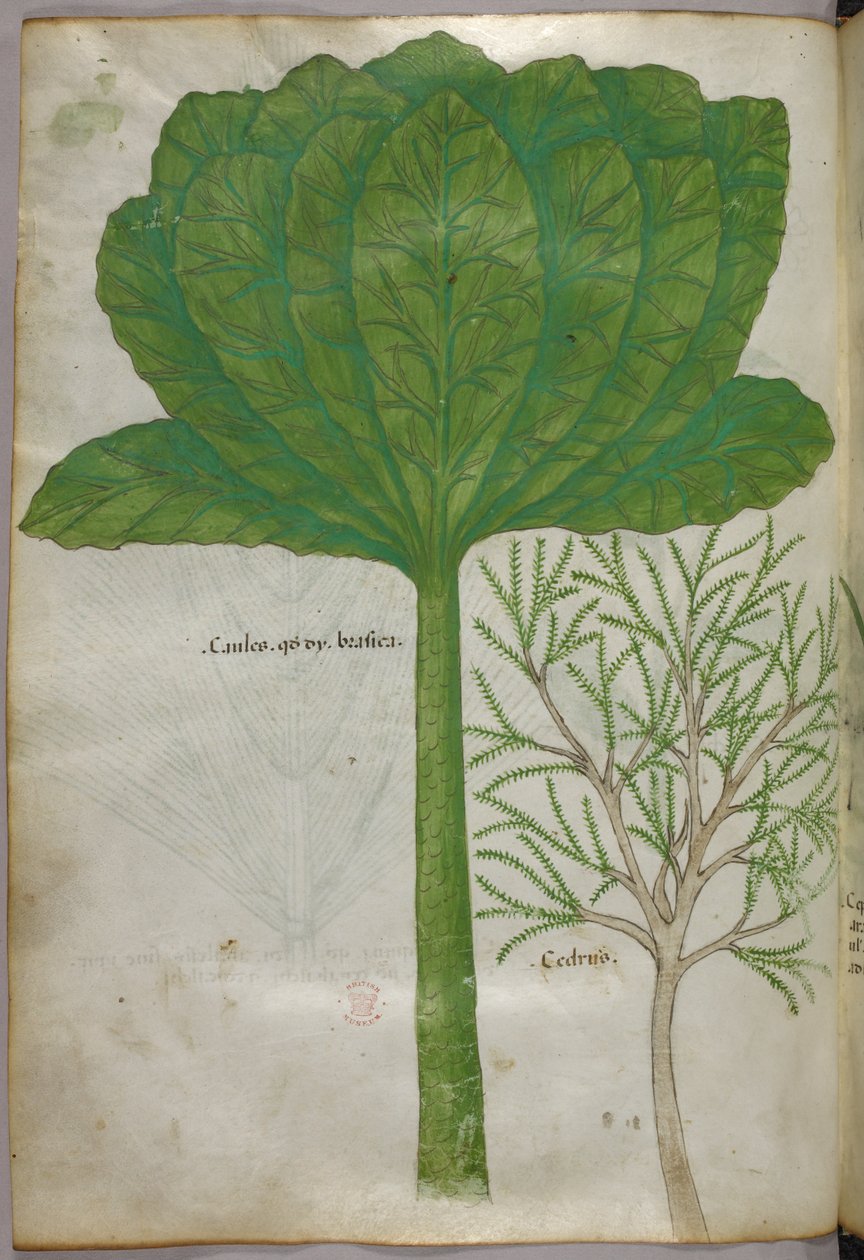 Botanikai illusztráció, 1440 körül (tinta és szín, pergamen) alkotó: Italian School