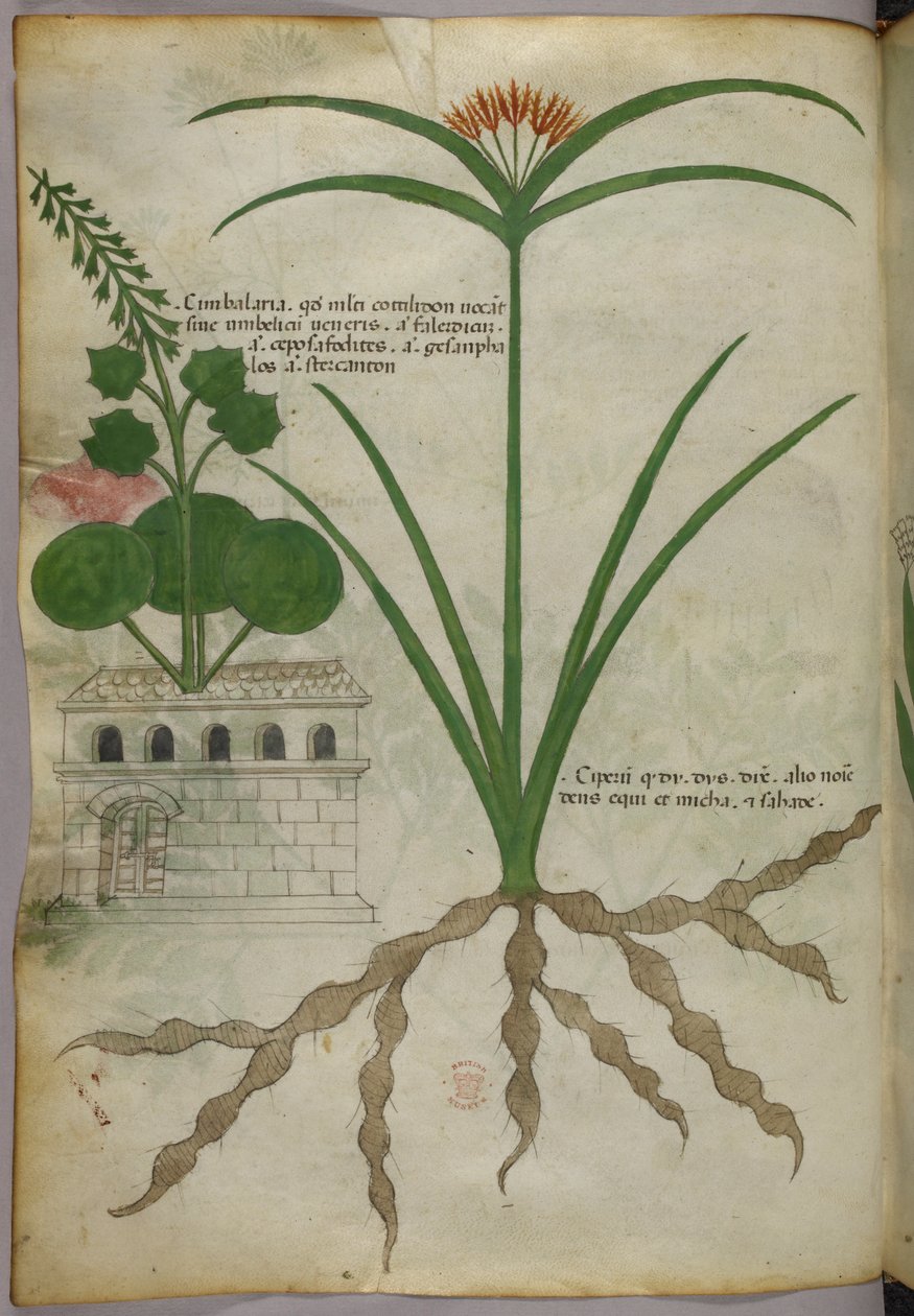 Botanikai illusztráció, 1440 körül (tinta és szín, pergamen) alkotó: Italian School