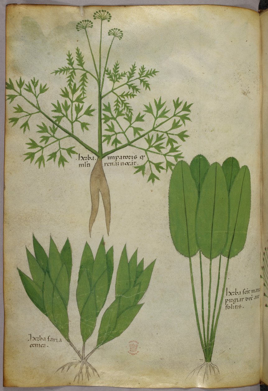 Botanikai illusztráció, 1440 körül (tinta és szín, pergamen) alkotó: Italian School