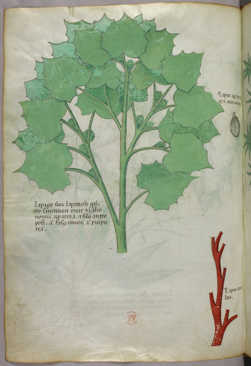 Botanikai illusztráció, 1440 körül (tinta és szín, pergamen) alkotó: Italian School