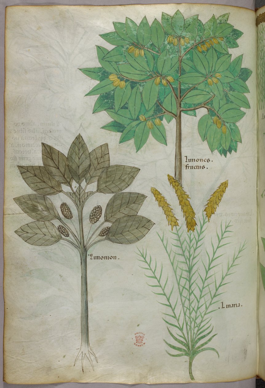 Botanikai illusztráció, 1440 körül (tinta és szín, pergamen) alkotó: Italian School