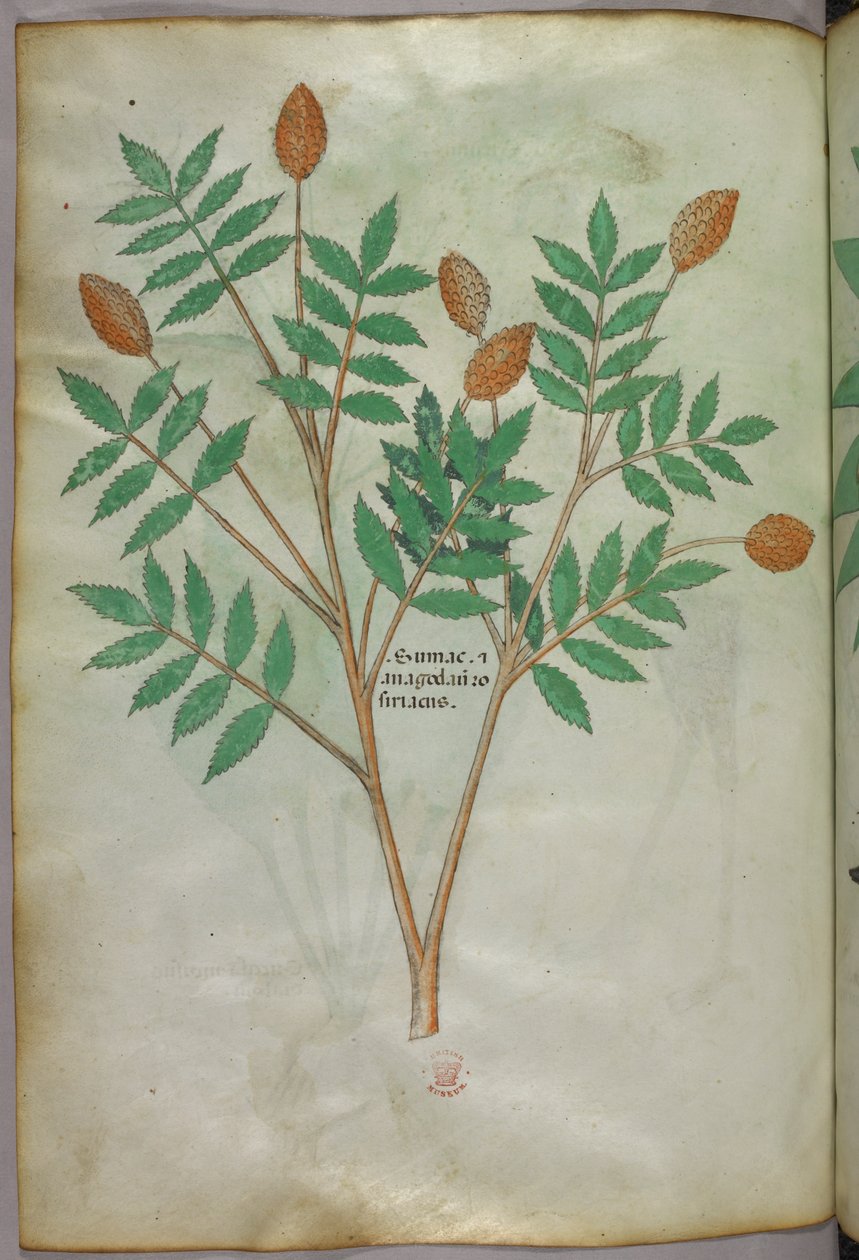 Botanikai illusztráció, 1440 körül (tinta és szín, pergamen) alkotó: Italian School