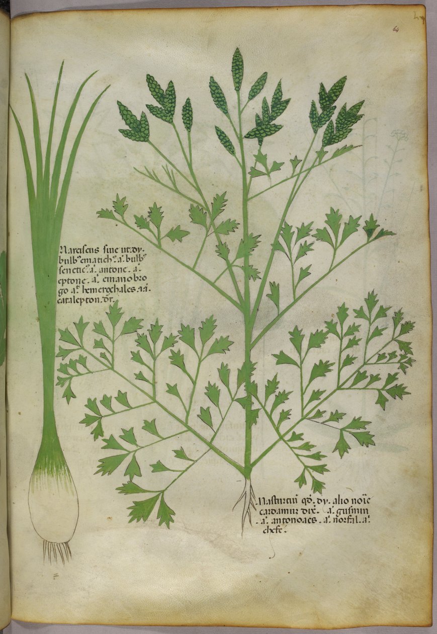 Botanikai illusztráció, 1440 körül (tinta és szín, pergamen) alkotó: Italian School