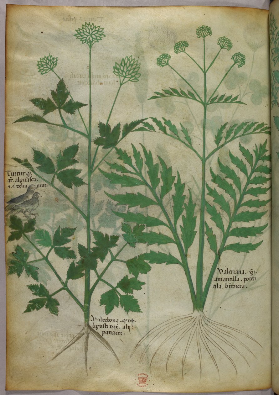 Botanikai illusztráció, 1440 körül (tinta és szín, pergamen) alkotó: Italian School