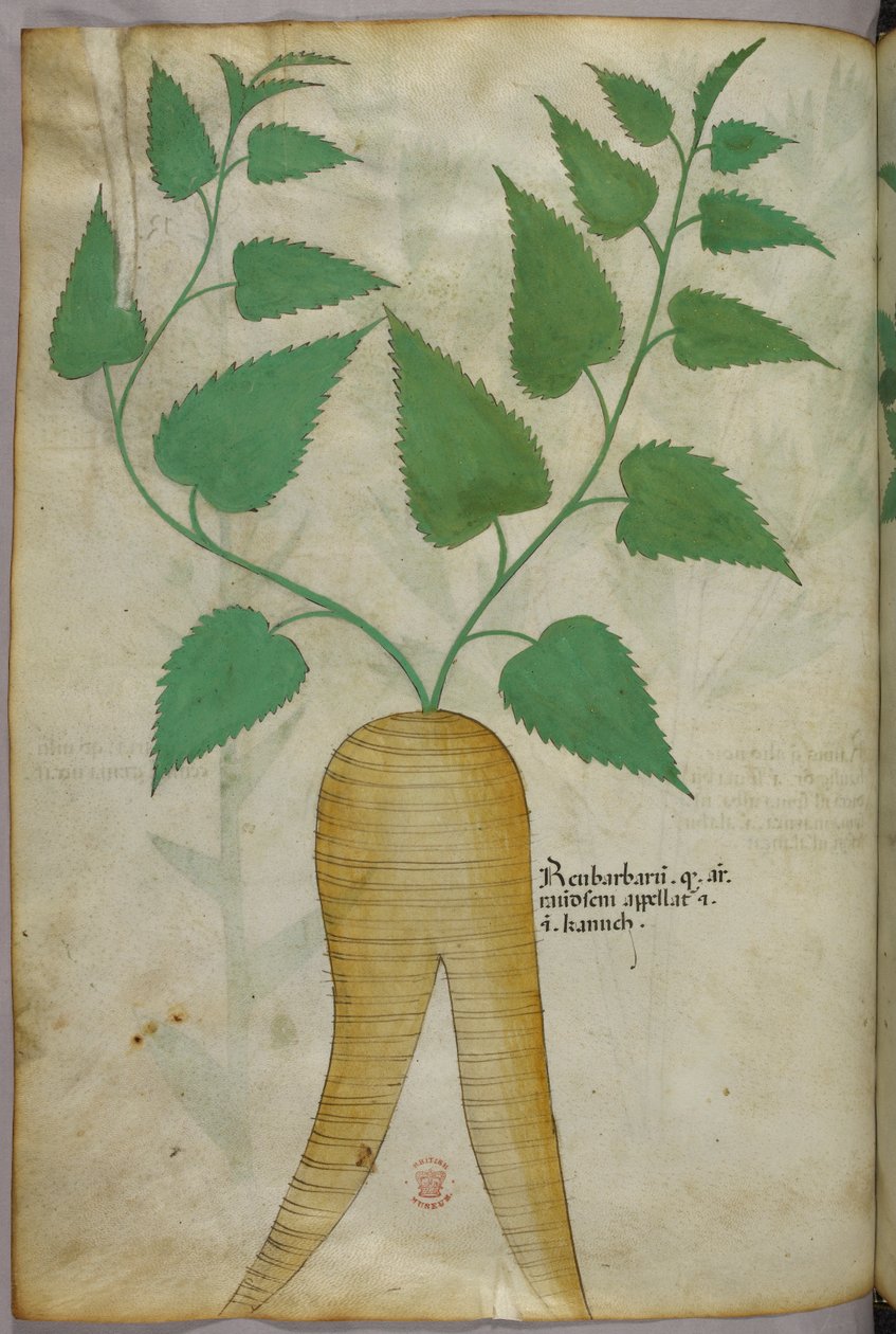 Botanikai illusztráció, 1440 körül (tinta és szín, pergamen) alkotó: Italian School