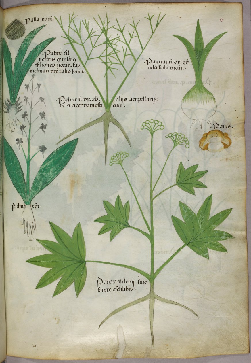 Botanikai illusztráció, 1440 körül (tinta és szín, pergamen) alkotó: Italian School