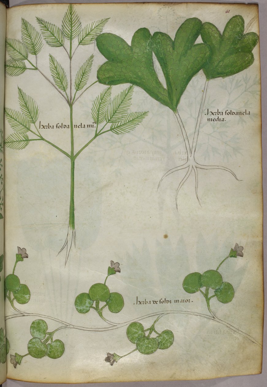Botanikai illusztráció, 1440 körül (tinta és szín, pergamen) alkotó: Italian School