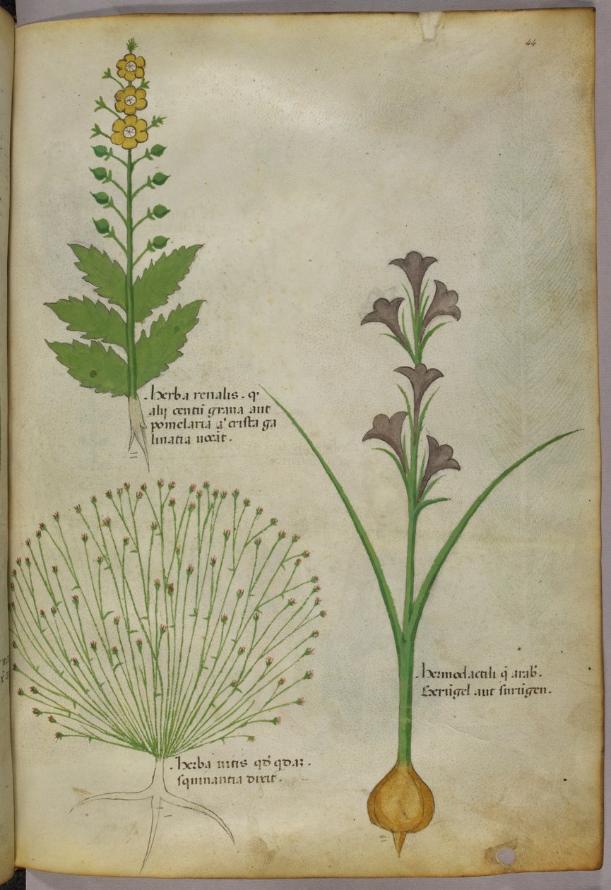 Botanikai illusztráció, 1440 körül (tinta és szín, pergamen) alkotó: Italian School