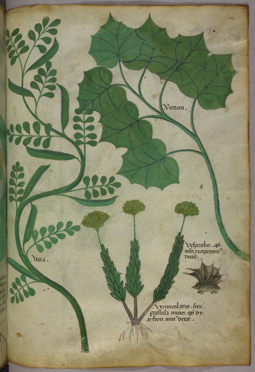 Botanikai illusztráció, 1440 körül (tinta és szín, pergamen) alkotó: Italian School