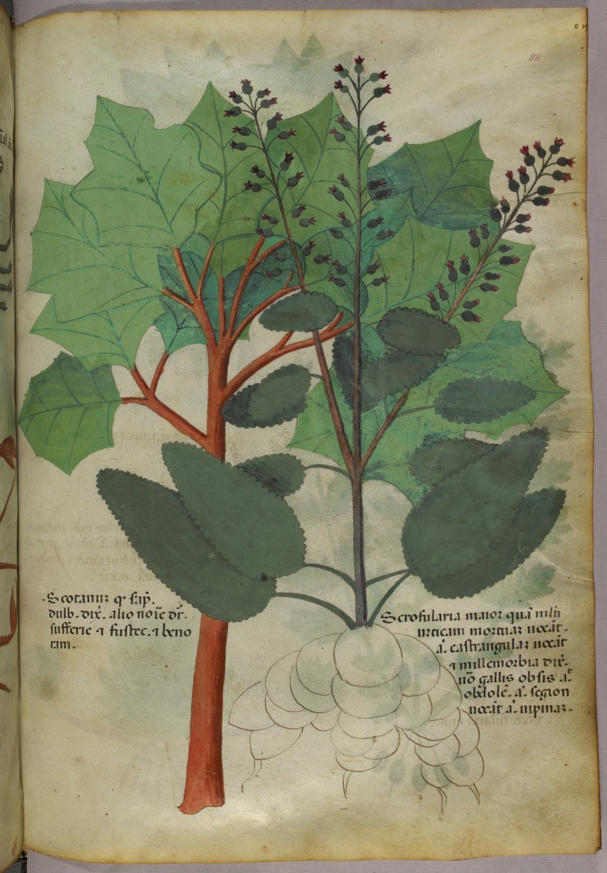 Botanikai illusztráció, 1440 körül (tinta és szín, pergamen) alkotó: Italian School