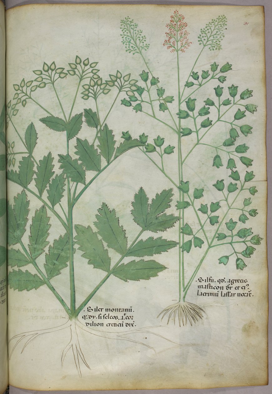 Botanikai illusztráció, 1440 körül (tinta és szín, pergamen) alkotó: Italian School