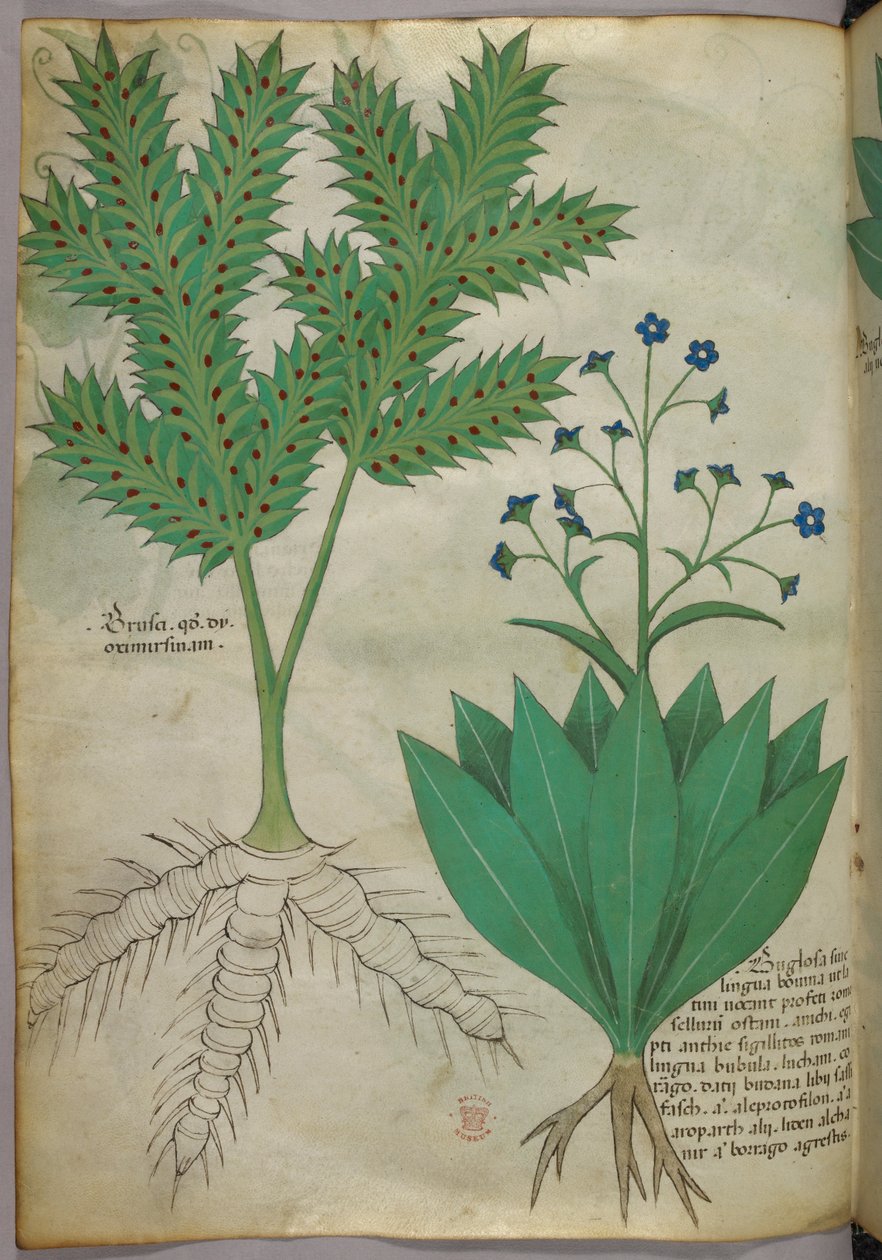 Botanikai illusztráció, 1440 körül (tinta és szín, pergamen) alkotó: Italian School