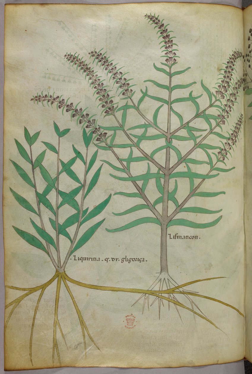 Botanikai illusztráció, 1440 körül (tinta és szín, pergamen) alkotó: Italian School