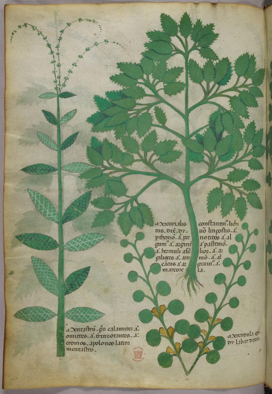 Botanikai illusztráció, 1440 körül (tinta és szín, pergamen) alkotó: Italian School