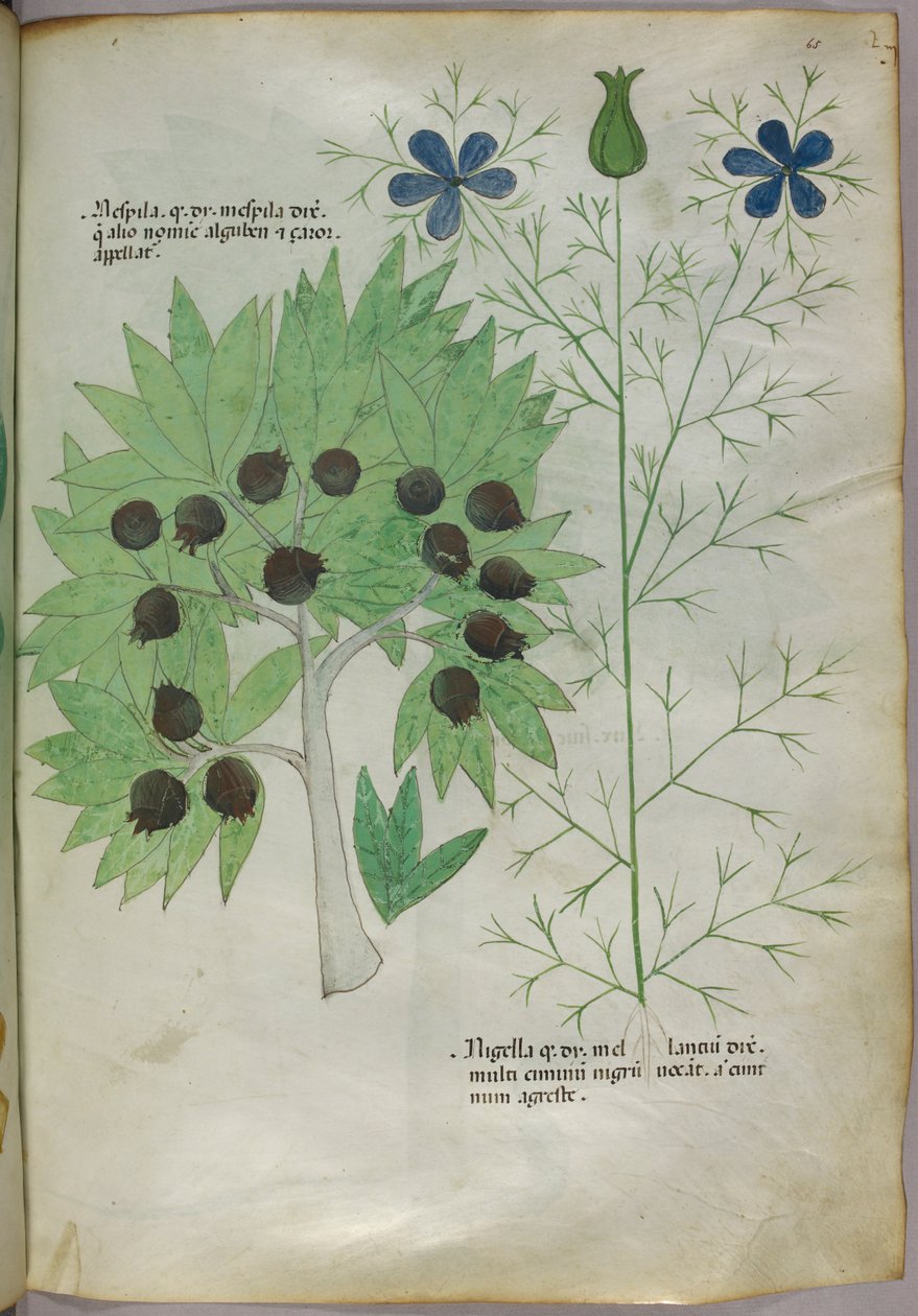 Botanikai illusztráció, 1440 körül (tinta és szín, pergamen) alkotó: Italian School