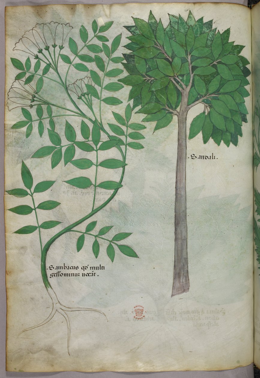 Botanikai illusztráció, 1440 körül (tinta és szín, pergamen) alkotó: Italian School