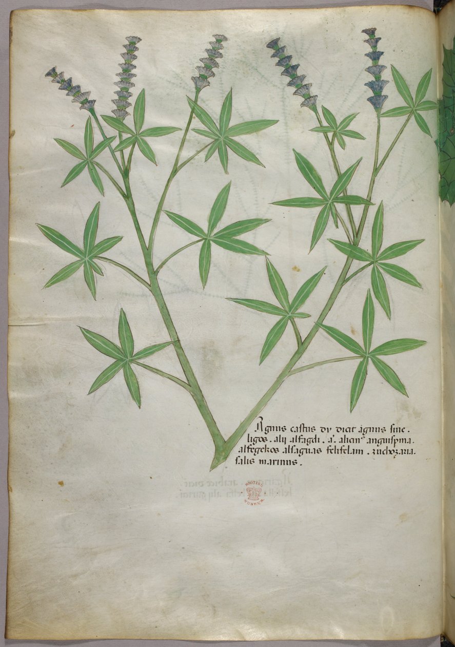 Botanikai illusztráció, 1440 körül (tinta és szín, pergamen) alkotó: Italian School
