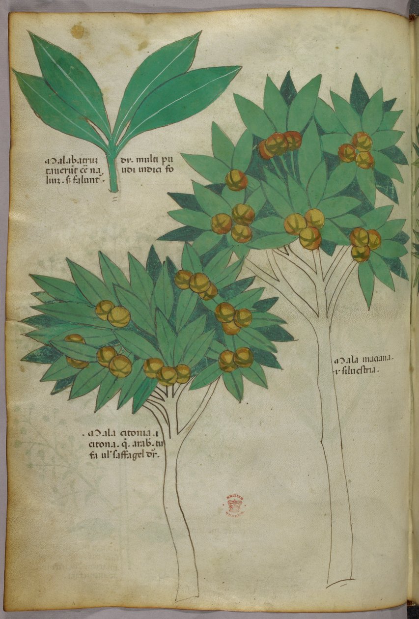 Botanikai illusztráció, 1440 körül (tinta és szín, pergamen) alkotó: Italian School