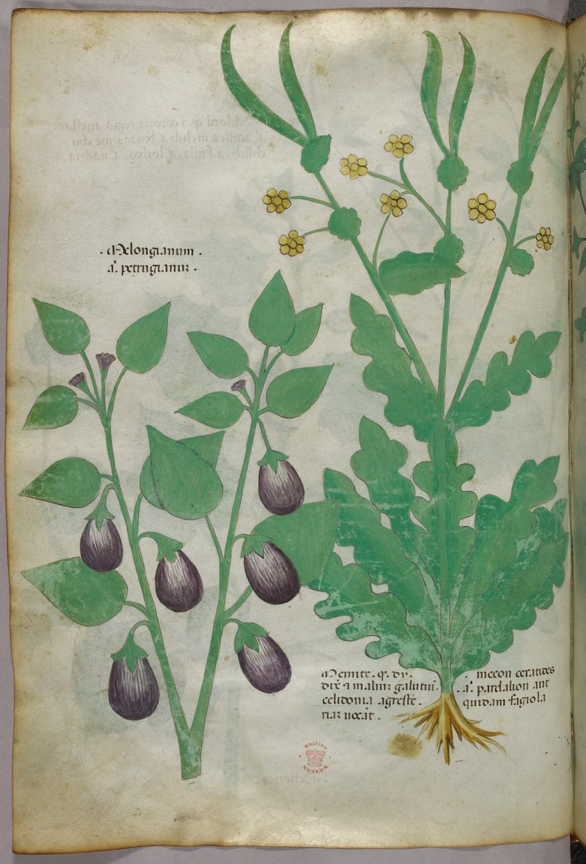 Botanikai illusztráció, 1440 körül (tinta és szín, pergamen) alkotó: Italian School
