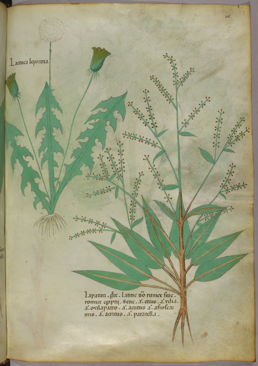 Botanikai illusztráció, 1440 körül (tinta és szín, pergamen) alkotó: Italian School