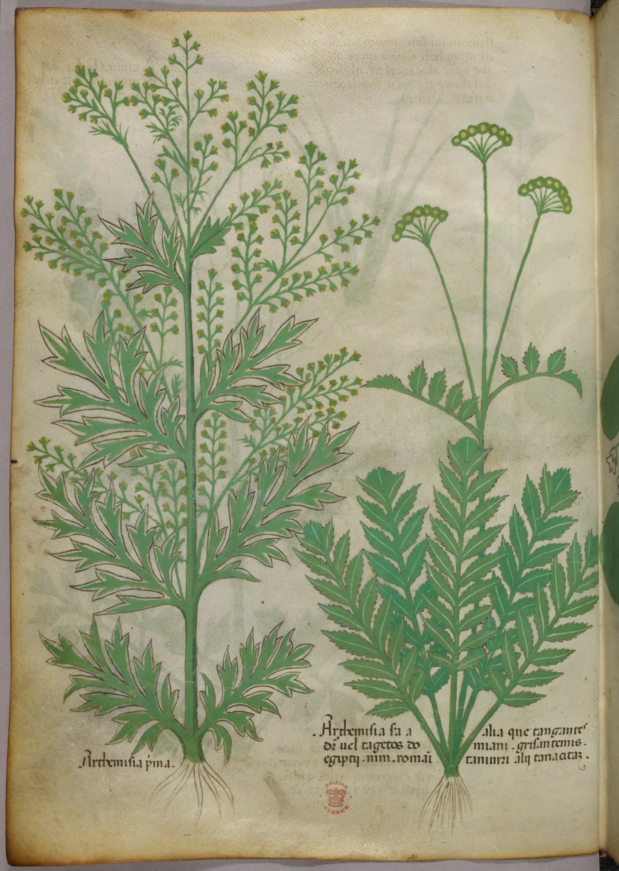 Botanikai illusztráció, 1440 körül (tinta és szín, pergamen) alkotó: Italian School
