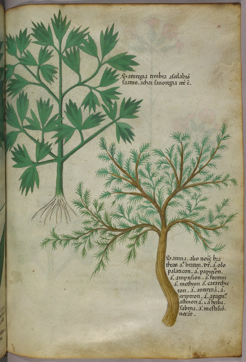 Botanikai illusztráció, 1440 körül (tinta és szín, pergamen) alkotó: Italian School