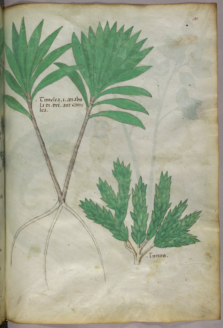 Botanikai illusztráció, 1440 körül (tinta és szín, pergamen) alkotó: Italian School