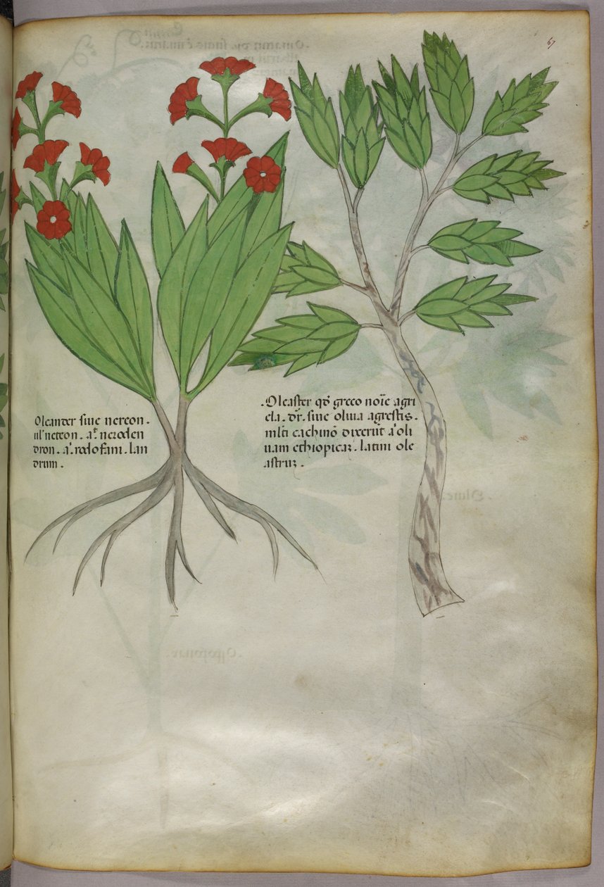 Botanikai illusztráció, 1440 körül (tinta és szín, pergamen) alkotó: Italian School