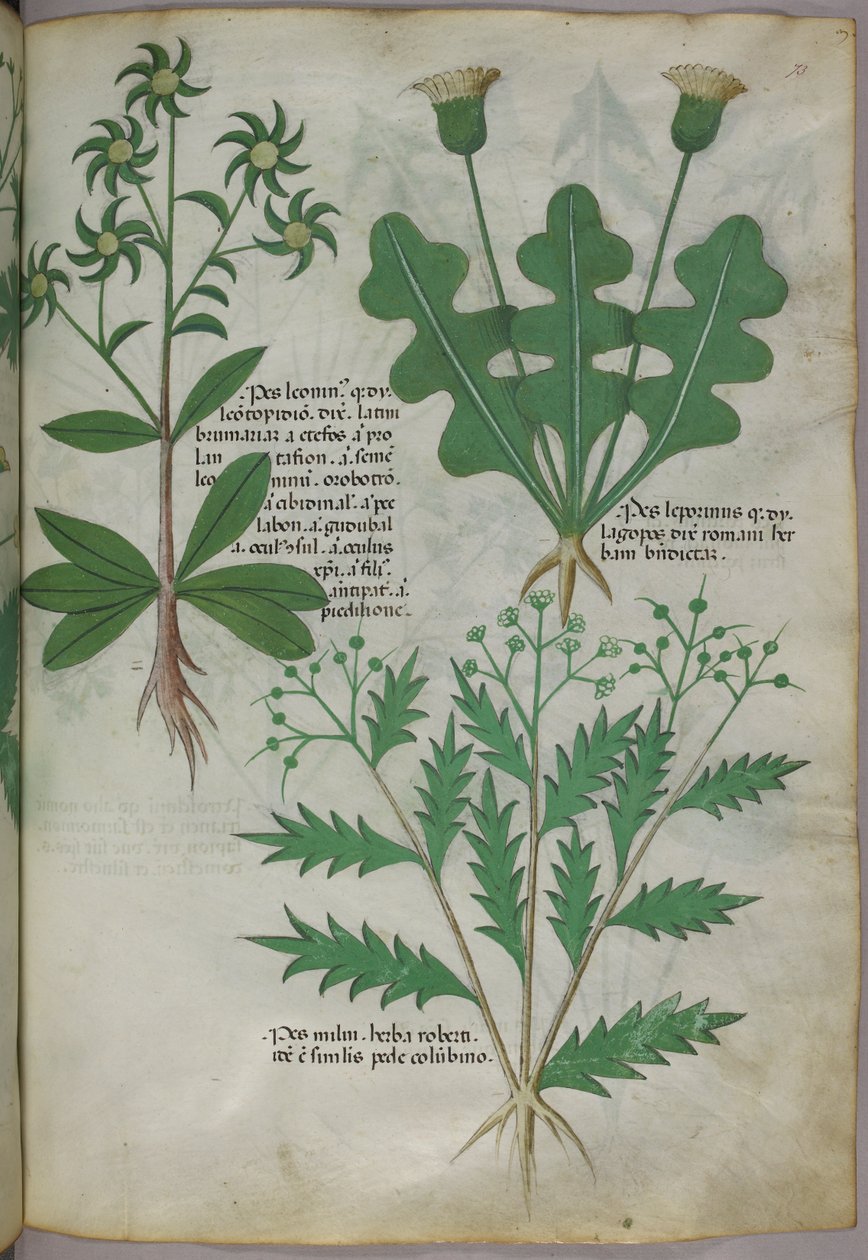 Botanikai illusztráció, 1440 körül (tinta és szín, pergamen) alkotó: Italian School