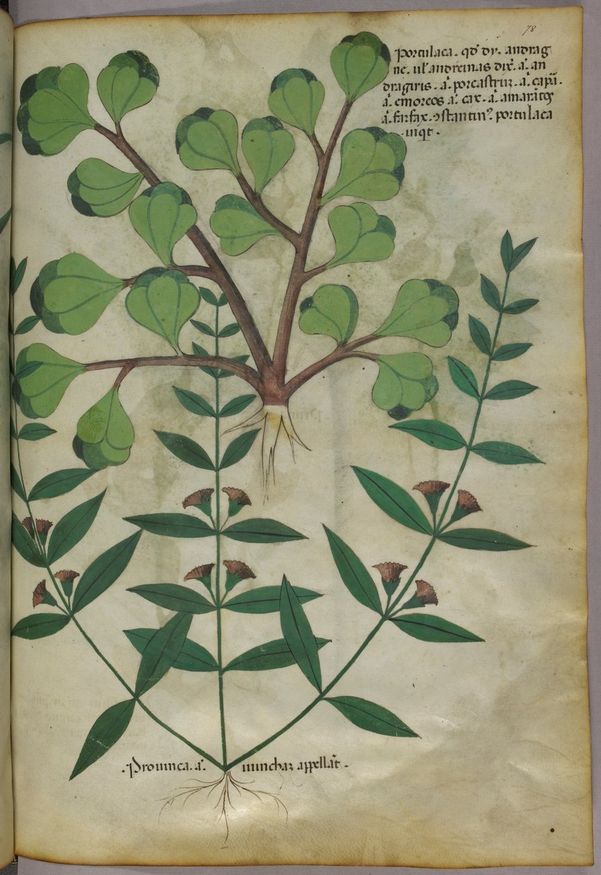 Botanikai illusztráció, 1440 körül (tinta és szín, pergamen) alkotó: Italian School