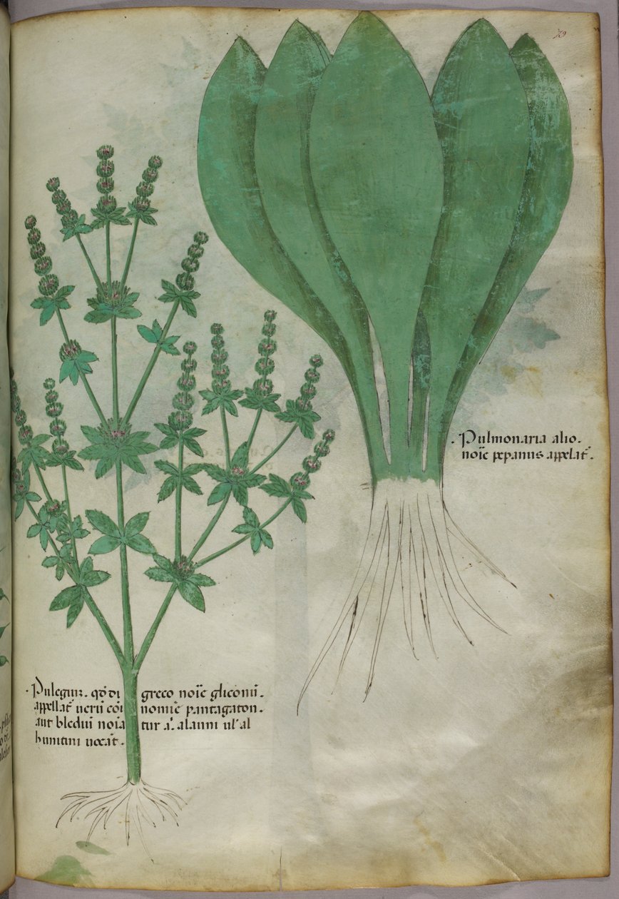Botanikai illusztráció, 1440 körül (tinta és szín, pergamen) alkotó: Italian School