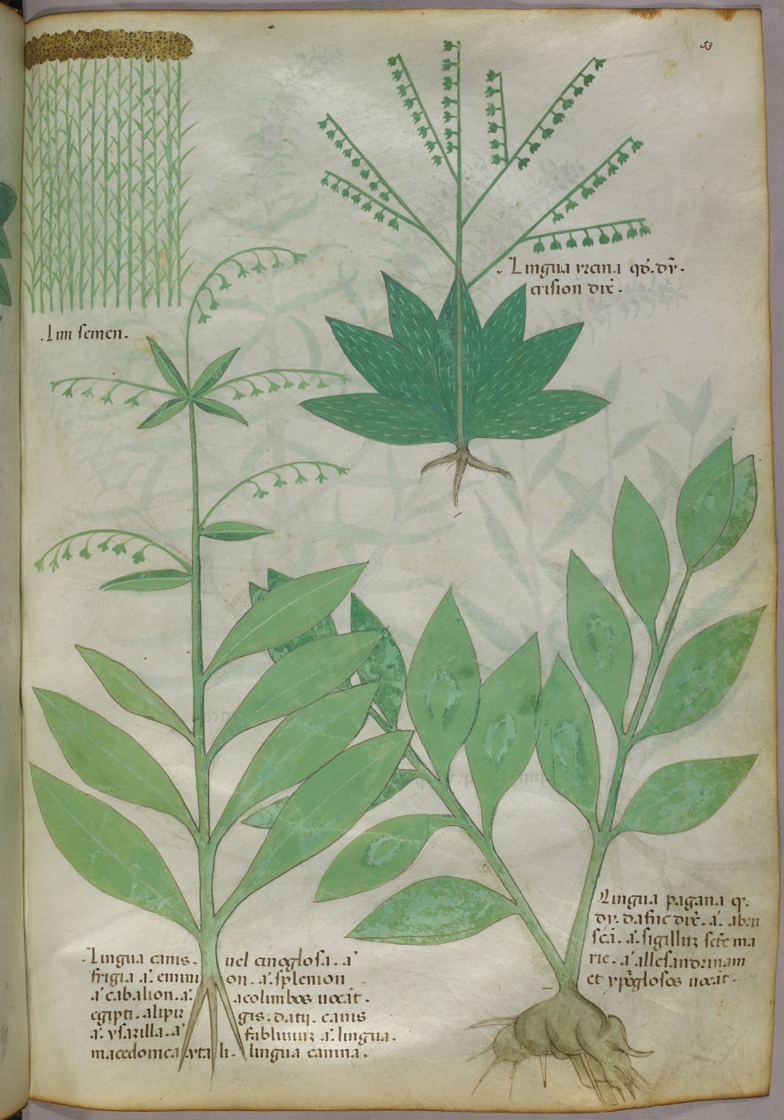 Botanikai illusztráció, 1440 körül (tinta és szín, pergamen) alkotó: Italian School