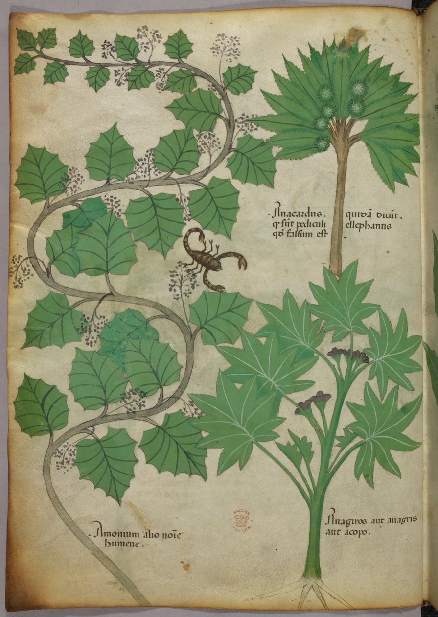 Botanikai illusztráció, 1440 körül (tinta és szín, pergamen) alkotó: Italian School