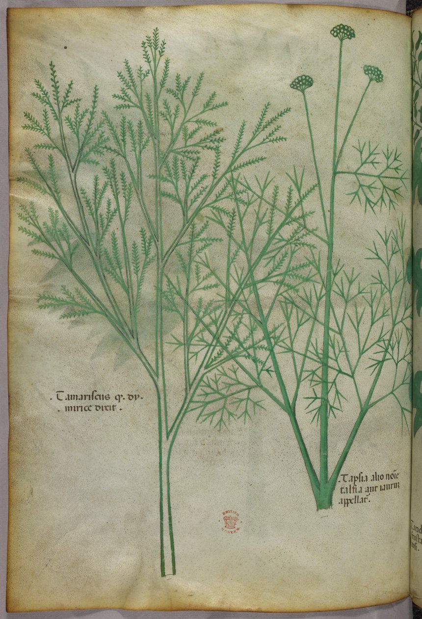 Botanikai illusztráció, 1440 körül (tinta és szín, pergamen) alkotó: Italian School