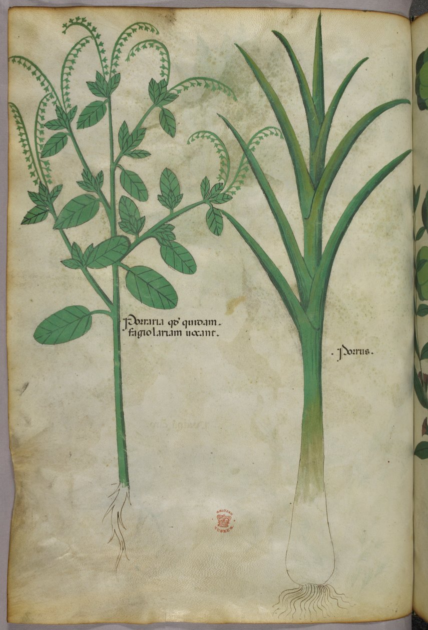 Botanikai illusztráció, 1440 körül (tinta és szín, pergamen) alkotó: Italian School