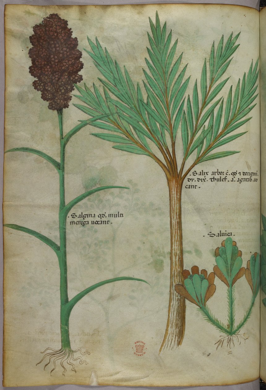 Botanikai illusztráció, 1440 körül (tinta és szín, pergamen) alkotó: Italian School