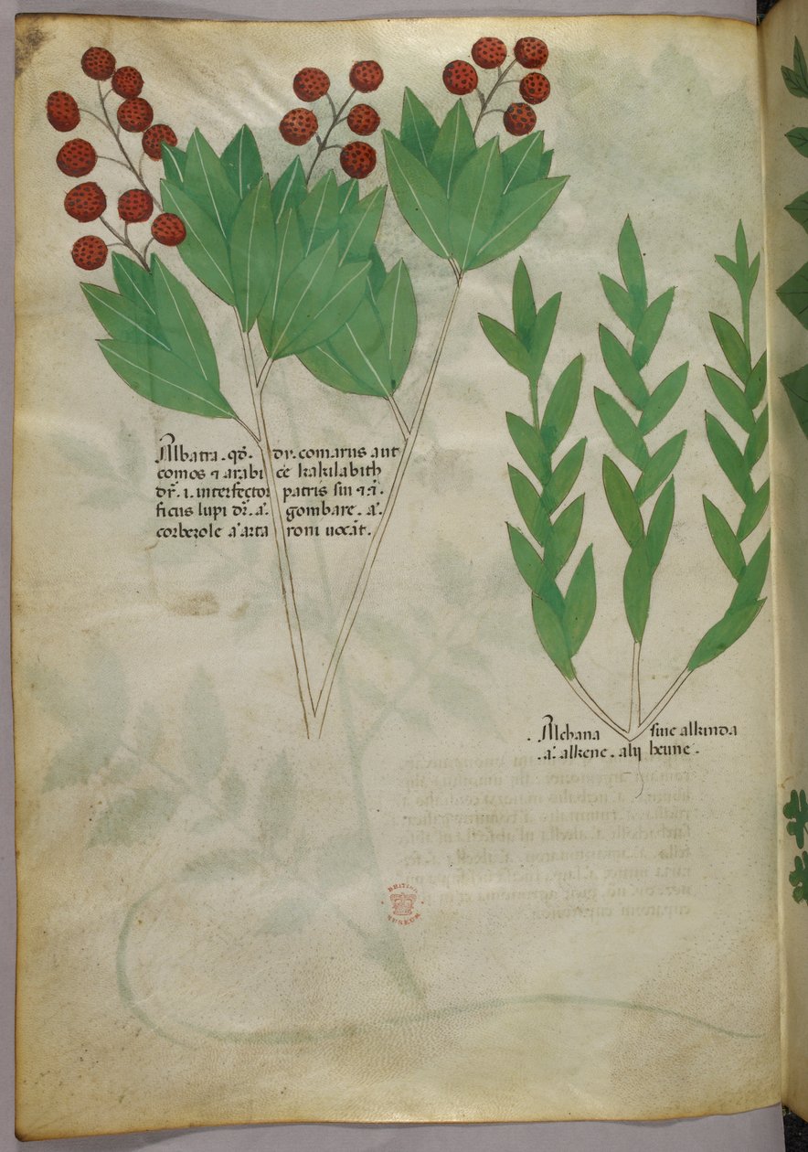 Botanikai illusztráció, 1440 körül (tinta és szín, pergamen) alkotó: Italian School