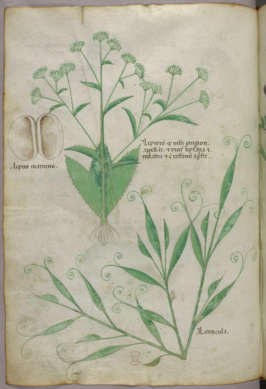 Botanikai illusztráció, 1440 körül (tinta és szín, pergamen) alkotó: Italian School