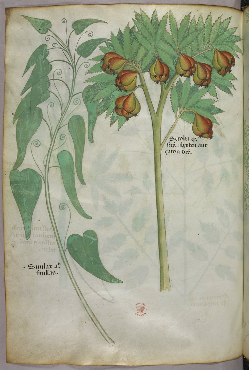 Botanikai illusztráció, 1440 körül (tinta és szín, pergamen) alkotó: Italian School