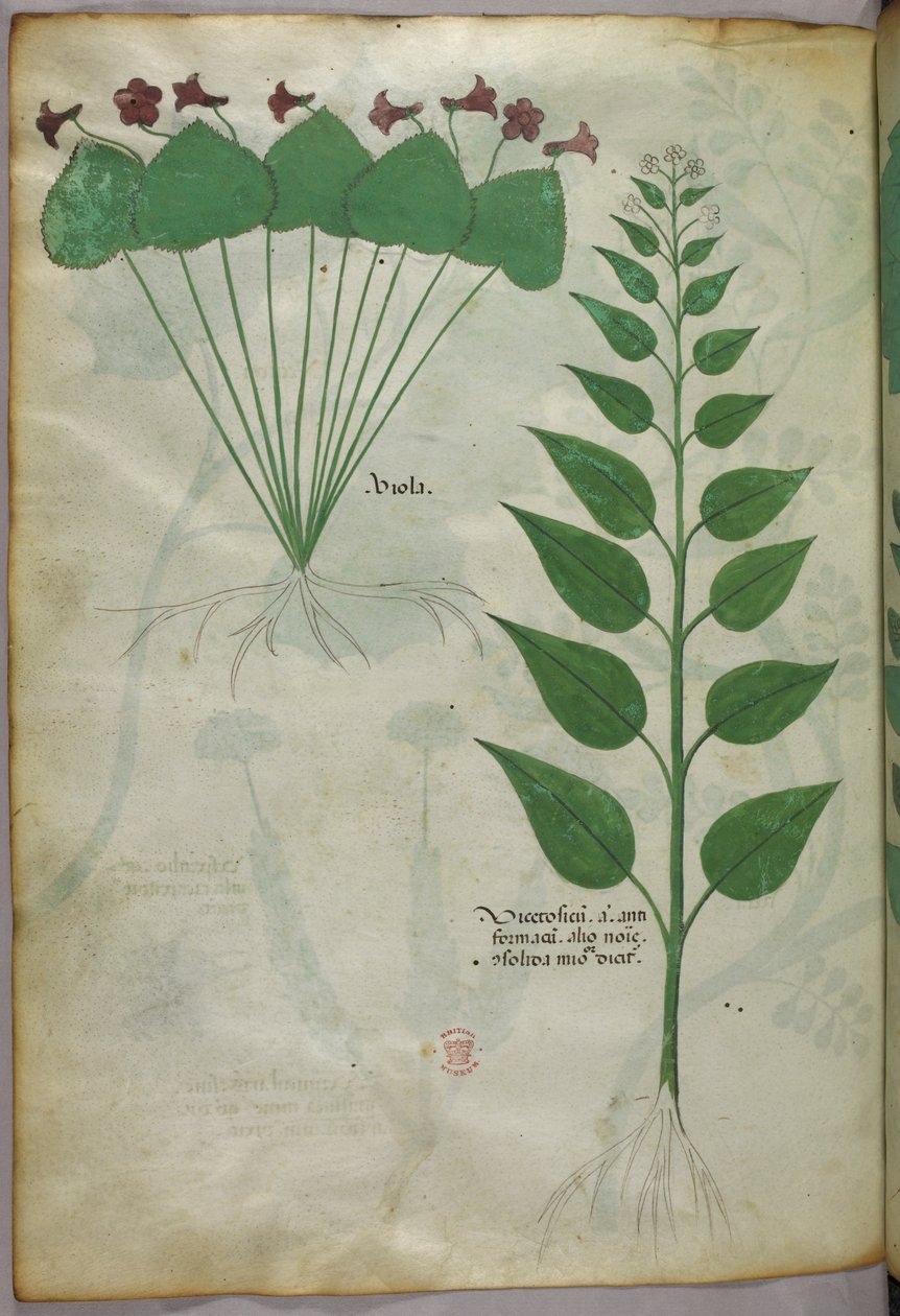 Botanikai illusztráció, 1440 körül (tinta és szín, pergamen) alkotó: Italian School