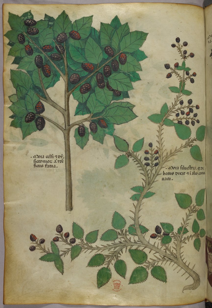 Botanikai illusztráció, 1440 körül (tinta és szín, pergamen) alkotó: Italian School