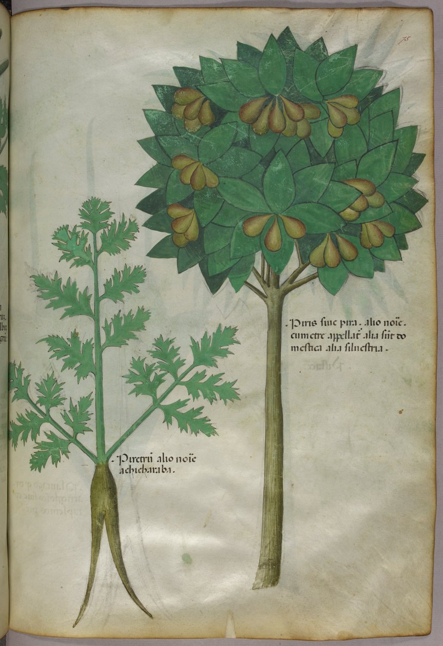 Botanikai illusztráció, 1440 körül (tinta és szín, pergamen) alkotó: Italian School
