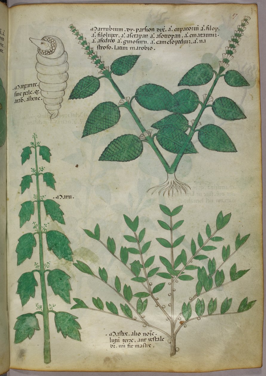 Botanikai illusztráció, 1440 körül (tinta és szín, pergamen) alkotó: Italian School