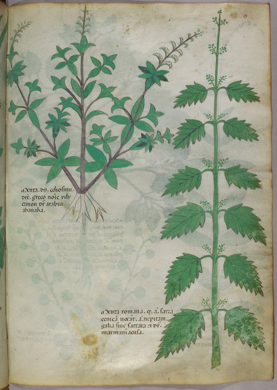 Botanikai illusztráció, 1440 körül (tinta és szín, pergamen) alkotó: Italian School