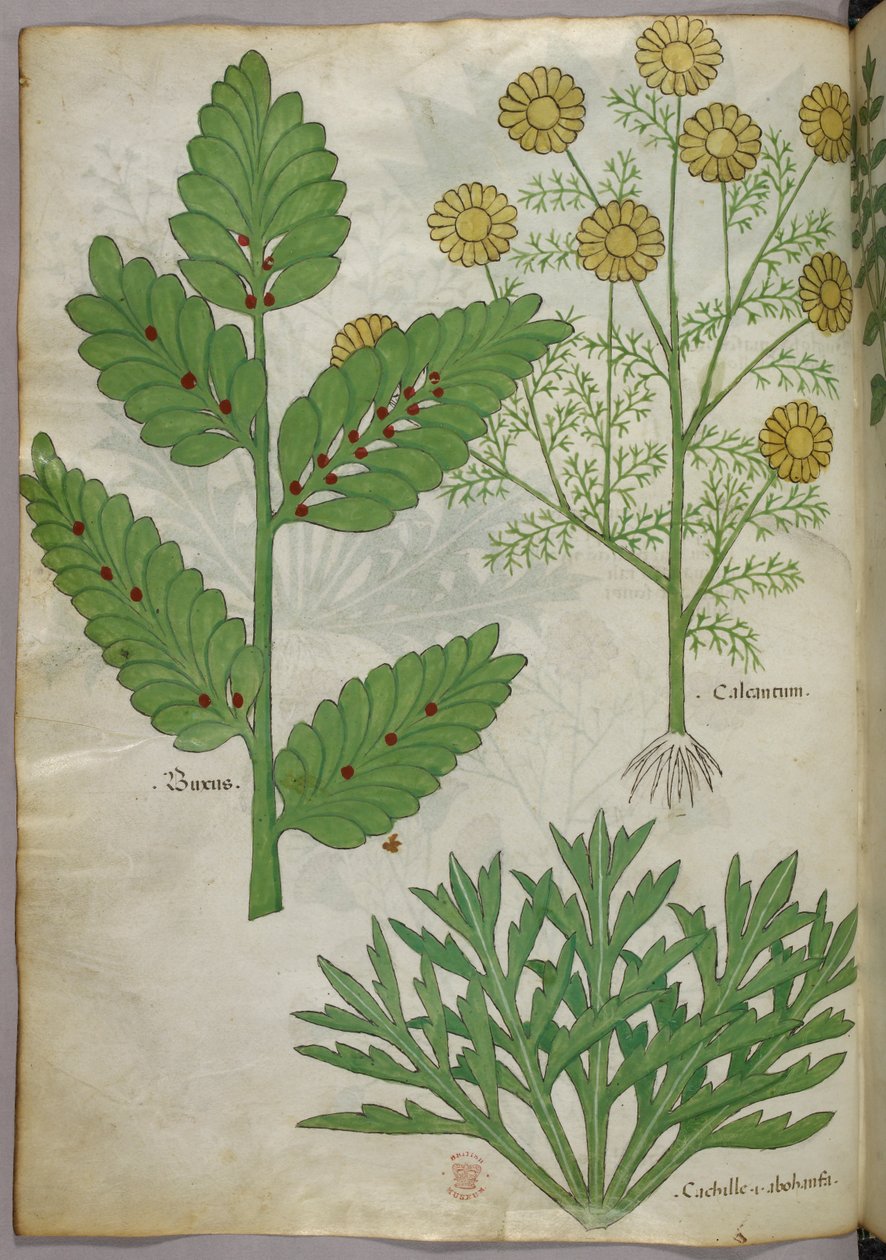 Botanikai illusztráció, 1440 körül (tinta és szín, pergamen) alkotó: Italian School