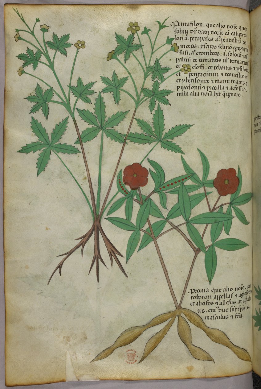 Botanikai illusztráció, 1440 körül (tinta és szín, pergamen) alkotó: Italian School