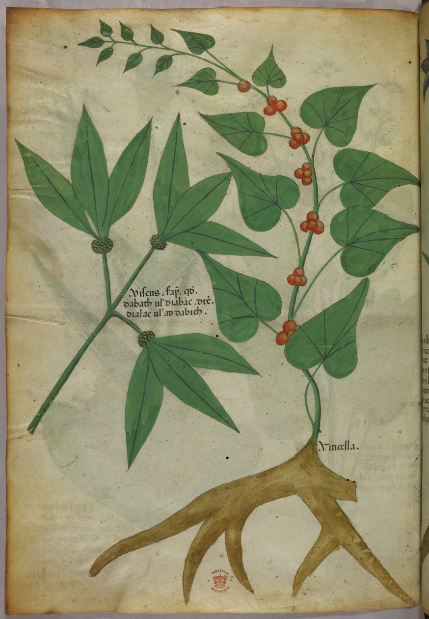 Botanikai illusztráció, 1440 körül (tinta és szín, pergamen) alkotó: Italian School
